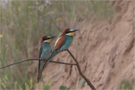 <p>VLHA PESTRÁ (Merops apiaster) střední Čechy ----- /European bee-eater - Bienenfresser/</p>